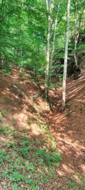 Ormandaki orman yolu.