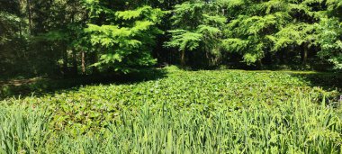 Sabah güzel bir orman