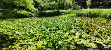 Bahçedeki yeşil çimenler
