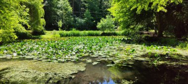 Güzel göl manzarası