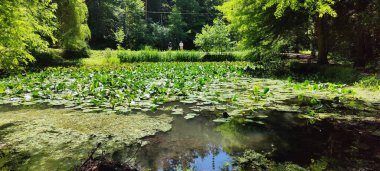 Parkın güzel manzarası