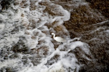 Sahilde beyaz martı