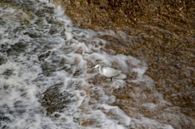 Suyun üzerinde uçan beyaz kuş