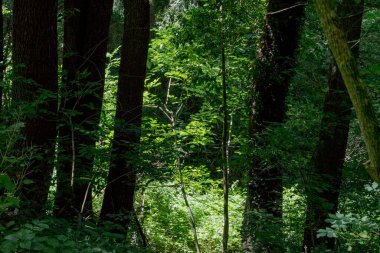 Ormanda yeşil ağaçlar, doğa bitki örtüsü