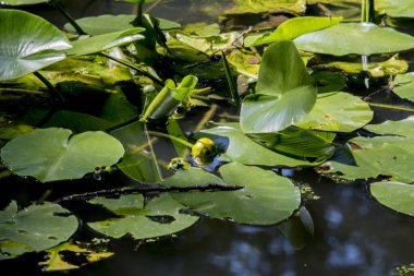 Güzel botanik fotoğrafı, doğal duvar kağıdı.