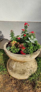 Bahçedeki güzel çiçekler