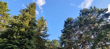 Ormanda ağaçlar ve gökyüzü. Slovakya, Avrupa