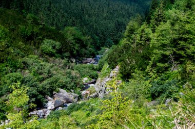 Taşları ve yeşil ormanı olan dağ nehri, yaz manzarası.