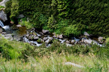 Ormandaki dağ deresi