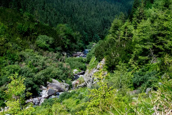 Taşları ve yeşil ormanı olan dağ nehri, yaz manzarası.