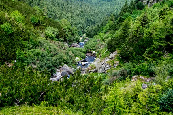 Ormandaki dağ vadisi manzarası