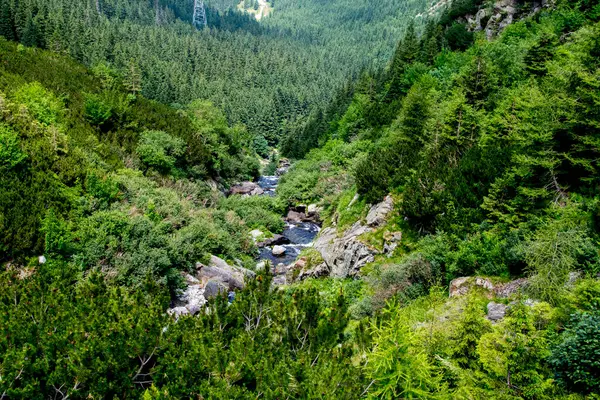 Güzel orman ve dağların havadan görünüşü