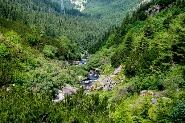 Ormandaki dağ deresi
