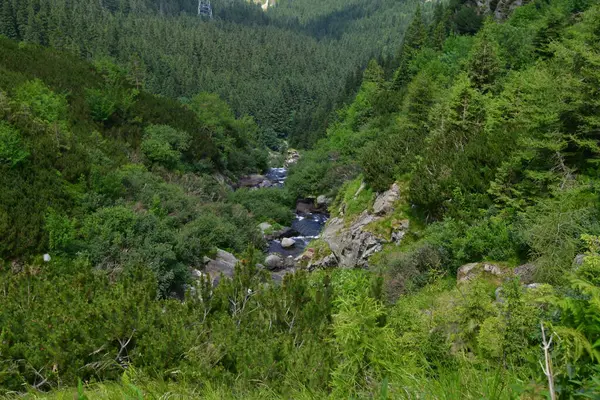 Ormandaki güzel dağ nehri