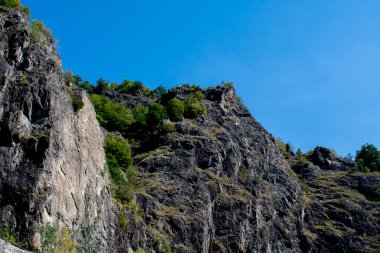 bir ağaç ile güzel dağ manzara