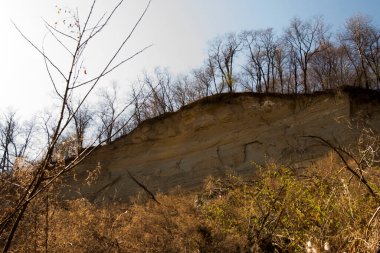 Güzel bir orman manzarası.