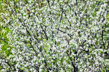 spring background. white cherry blossom tree in nature.