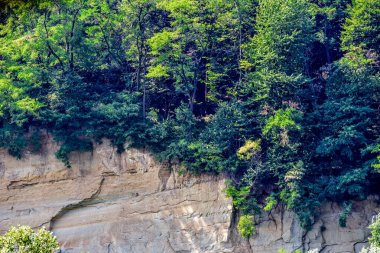 the beautiful green trees in the mountain