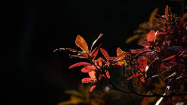 AUTUMN - Şehir parkının çiçek yataklarında renkli bir mevsim