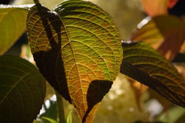 AUTUMN - Şehir parkının çiçek yataklarında renkli bir mevsim