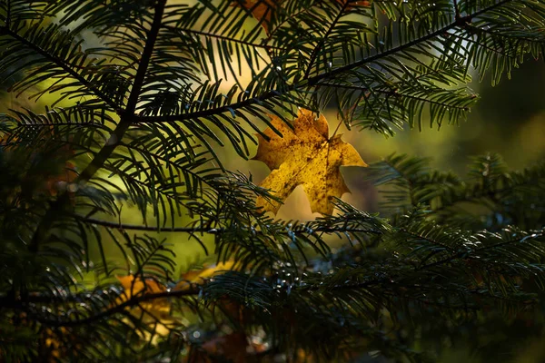 Autumn 多彩的枫叶缠绕在云杉枝中 — 图库照片