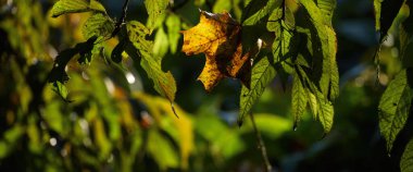 AUTUMN - Parkın yaprakları ve bitkilerinde renkli bir mevsim