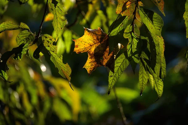Autumn Színes Évszak Park Leveleiben Növényeiben — Stock Fotó