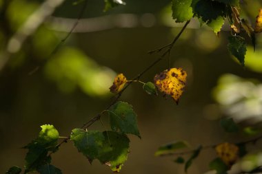 KUŞ LEAF - Ormandaki yeşil çalılıkta kaybolan altın sonbahar