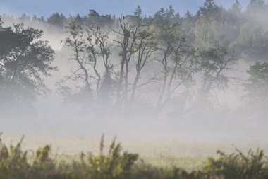 BAY LANDSCAPE - Nehir Vadisi 'nde sonbahar sabahı