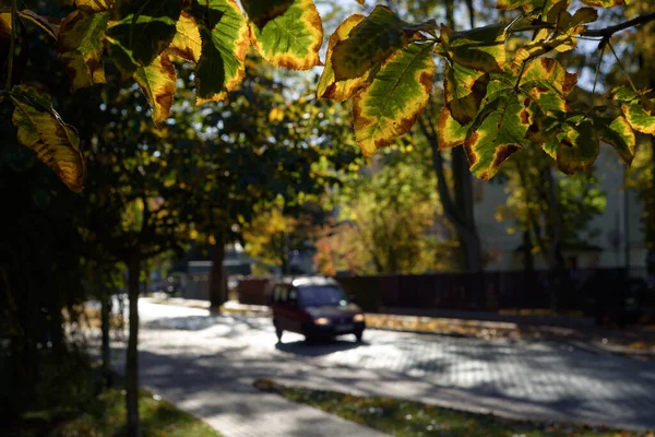 Autumn ในเม ใบไม นของต นไม ในแสงแดดในถนน — ภาพถ่ายสต็อก