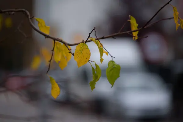 Autumn Cidade Folhas Coloridas Árvores — Fotografia de Stock