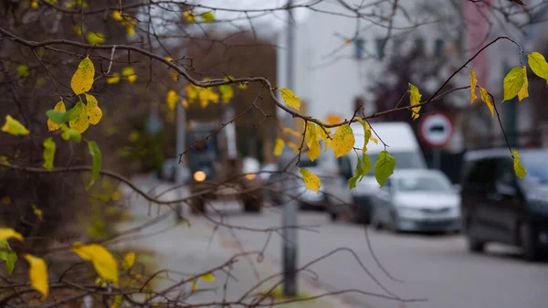 Herbst Stadt Bunte Blätter Von Bäumen — Stockfoto