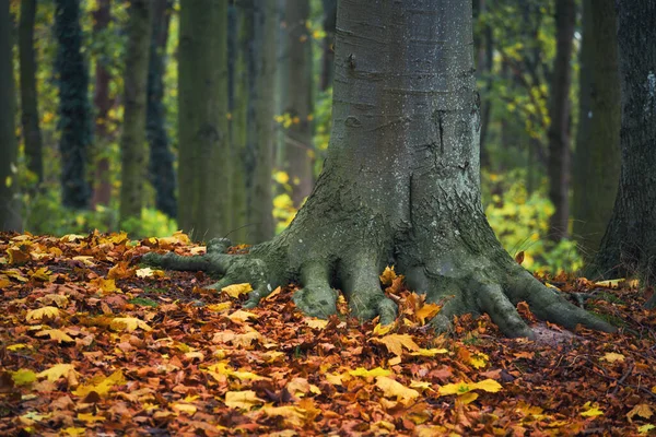 Autumn Een Kleurrijk Seizoen Het Beukenbos — Stockfoto