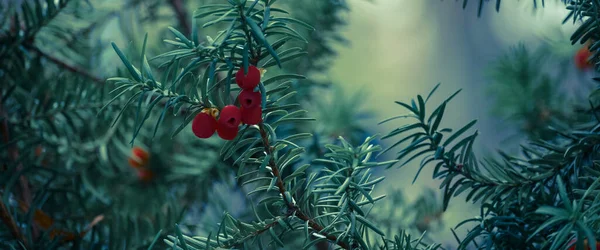 Ano Inglês Árvore Bonita Com Frutos Vermelhos — Fotografia de Stock