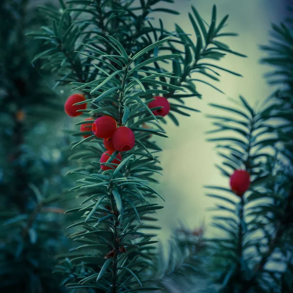 Deutsch Yew Schöner Baum Mit Roten Früchten — Stockfoto