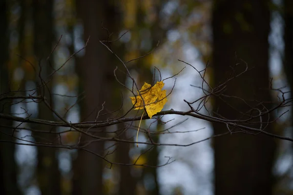 Autumn Park Ağaçlarının Dallarında Renkli Akçaağaç Yaprağı — Stok fotoğraf