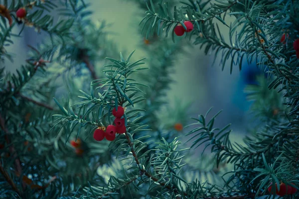 Angol Yew Gyönyörű Piros Gyümölcsökkel — Stock Fotó