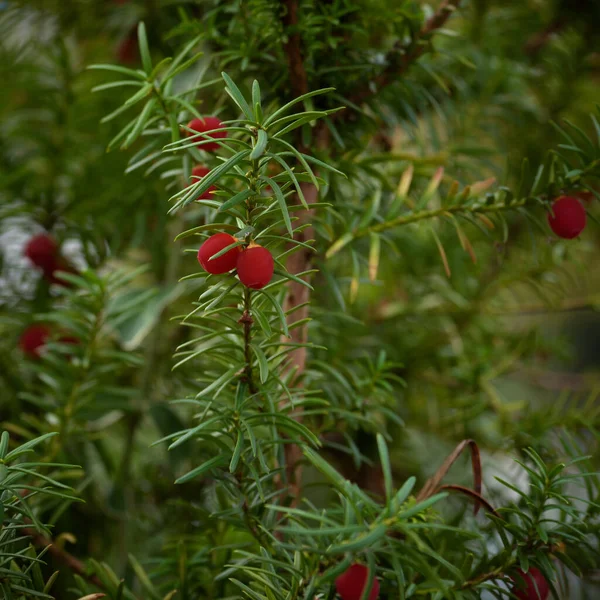 Angol Yew Gyönyörű Piros Gyümölcsökkel — Stock Fotó