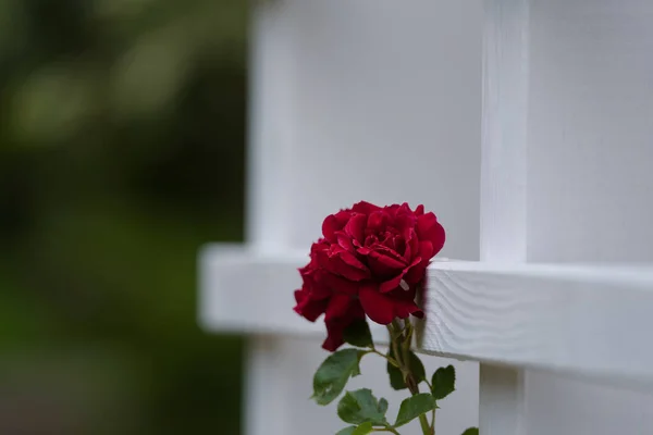 stock image RED ROSE - Beautiful blooming flower in an ornamental garden