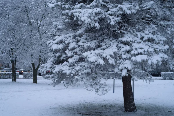 Зима Городе Снег Городской Площади Ели — стоковое фото