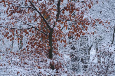 BEYAZ KIŞ - Yapraklarda ve parktaki ağaçlarda kar ve don