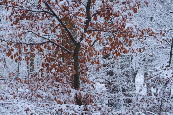WHITE WINTER - Snow and frost on the leaves and on the trees in  park