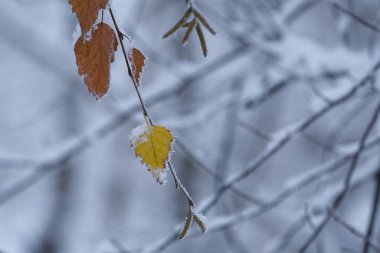 KIŞ KIŞ - Yapraklarda ve parktaki ağaçlarda kar ve don
