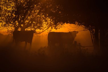 SUNRISE - Ağaçların altındaki çayırlarda bir inek sürüsü duruyor