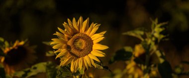 Güneş Çiçekleri - Güneş ışınlarında güzel açan bitkiler