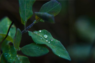 RAINDROPS - Wet weather on the leaves of trees