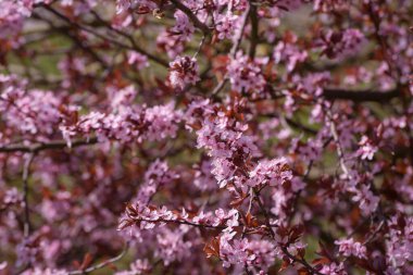 SPRING - Blooming fruit tree in rays of the sun