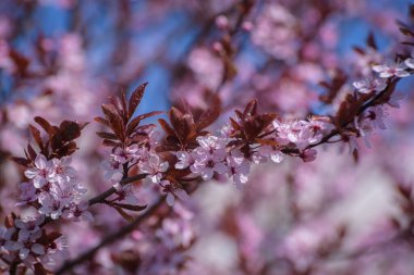 SPRING - Blooming fruit tree in rays of the sun