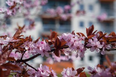 SPRING - Blooming fruit tree in dew drops