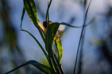 SNAIL - Small animal on meadow plants